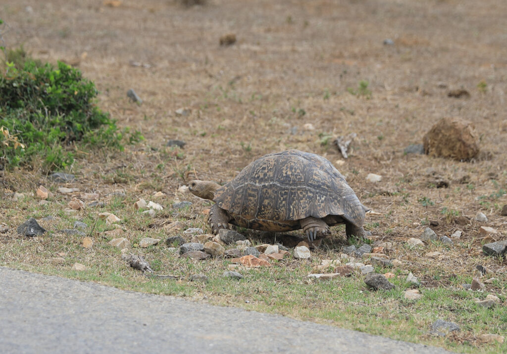 Tortoise by the road
